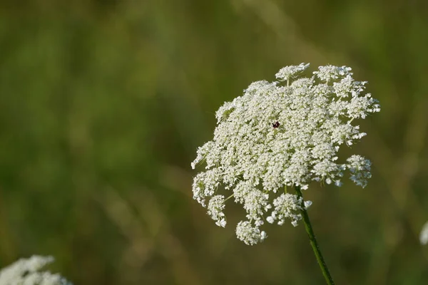 stock image beautiful white flowers in the garden