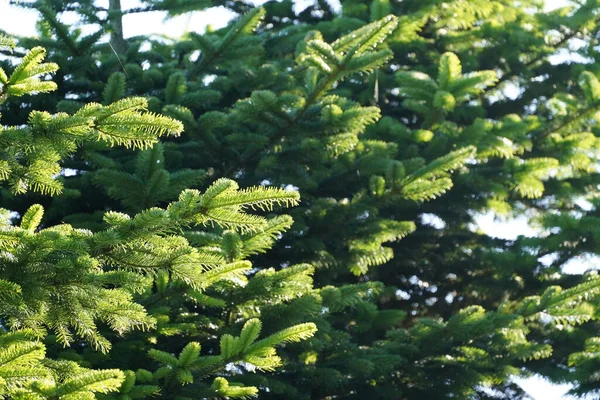 Zweige Grüner Tannen Schließen Sich — Stockfoto