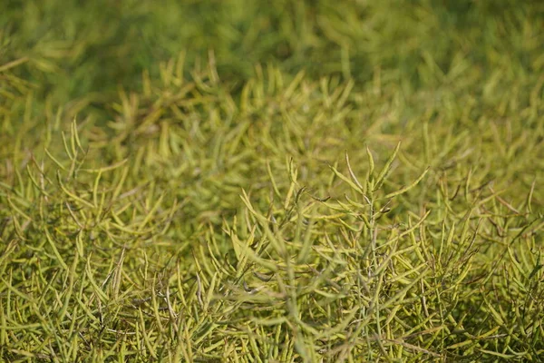 Зеленый Фон Травы Закрыть — стоковое фото