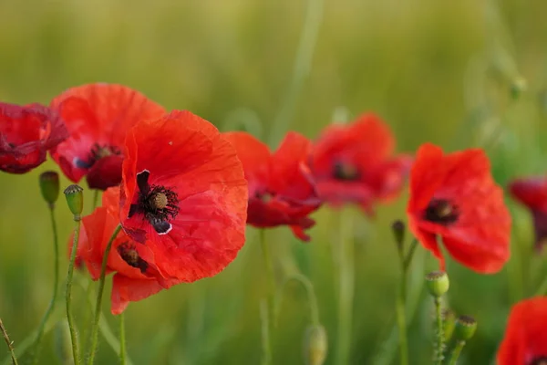 Fleurs Pavot Rouge Dans Prairie — Photo