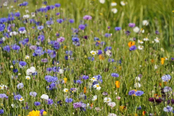 stock image beautiful colorful flowers on field 