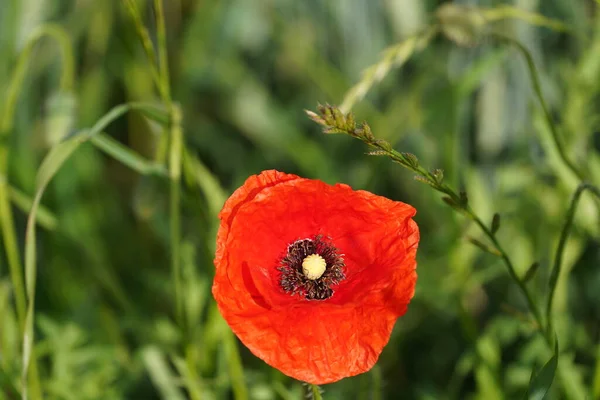 Fleur Pavot Rouge Dans Prairie — Photo