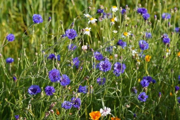 Mooie Kleurrijke Bloemen Het Veld — Stockfoto