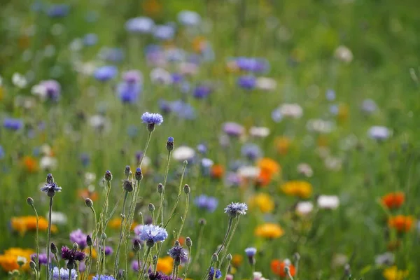 Tarlada güzel renkli çiçekler 