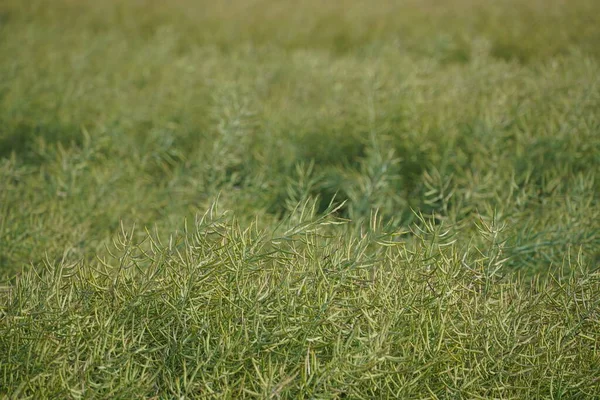 Зелена Трава Полі — стокове фото