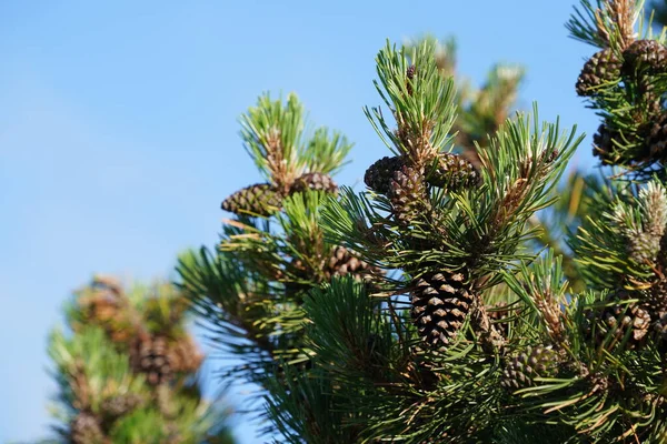 Pine Cones Background Blue Sky — Stock Photo, Image