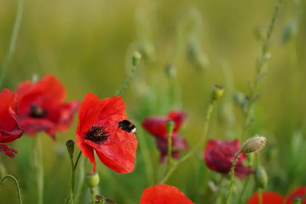 Vackra Röda Vallmo Blommor Ängen — Stockfoto