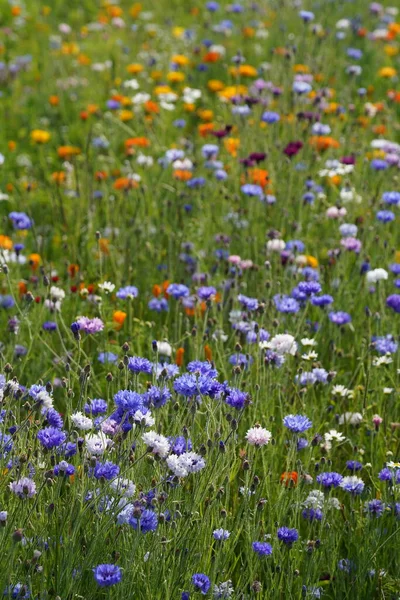 Piękne Kolorowe Kwiaty Polu — Zdjęcie stockowe