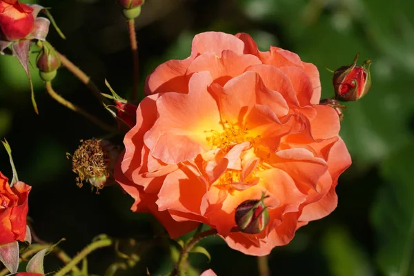 stock image beautiful flower in the garden