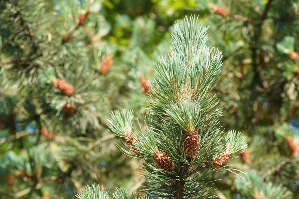 Yeşil Çam Ağacı Koniler Ile — Stok fotoğraf