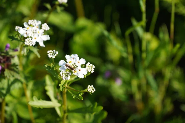 Белые Цветы Саду — стоковое фото