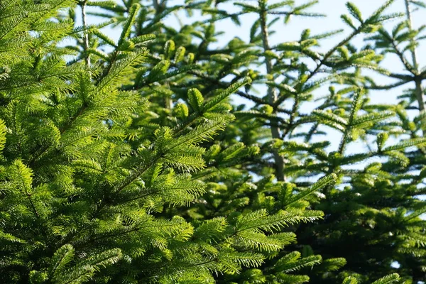 Branches Sapin Vert Dans Forêt — Photo