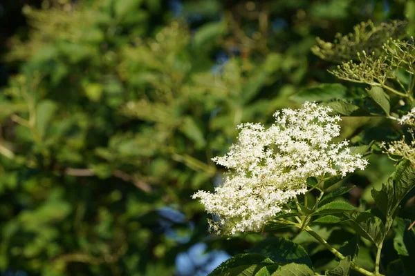 Mooi Botanisch Schot Natuurlijk Behang — Stockfoto