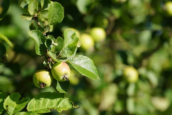 Stock image green apples on a tree branch