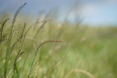 Lolium perenne veya perennial ryegrass, yakın plan. 