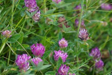 kırmızı yonca çiçekleri veya trifolium pratense
