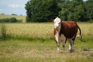 Bos primigenius ya da çim tarlasında inek.