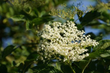 Bahçede beyaz çiçekler 