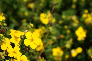 Shrubby cinquefoil veya Dasiphora fruticosa yaygın isimleri altın hardhack, widdy ve kuril tea içerir