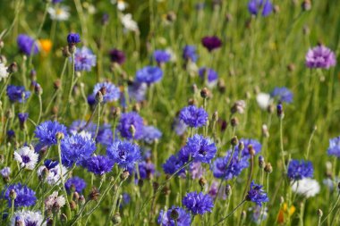 Birçok çeşit çiçek ve çeşitli renkler.