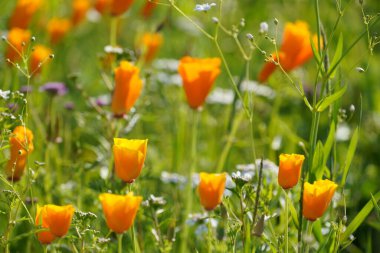 Sarı gelincikler veya papaver rhoeas