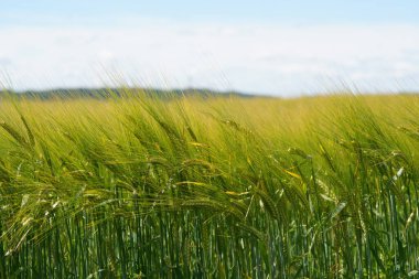 Ekmek Buğdayı veya Triticum aestivum olarak da bilinir.