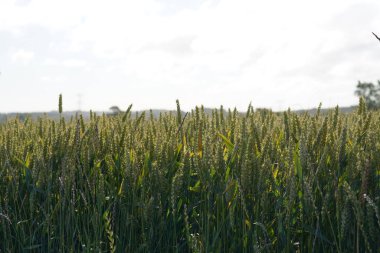 Ekmek Buğdayı veya Triticum aestivum olarak da bilinir.