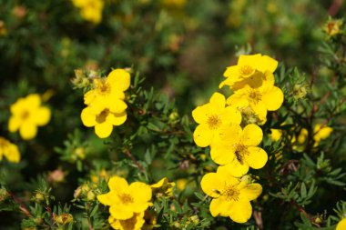 Shrubby cinquefoil veya Dasiphora fruticosa yaygın isimleri altın hardhack, widdy ve kuril tea içerir