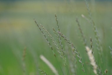 Lolium perenne veya perennial ryegrass, yakın plan. 