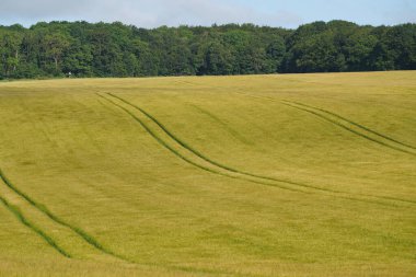 Ekmek Buğdayı veya Triticum aestivum olarak da bilinir.