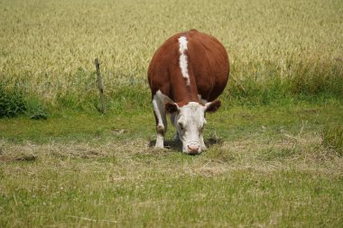 Bos primigenius ya da çim tarlasında inek.