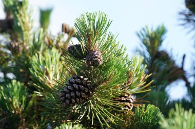 Abies nordmanniana or Caucasian fir with cones  clipart