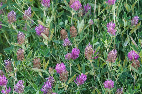 stock image red clover flowers or Trifolium pratense