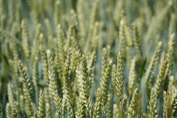 Ekmek Buğdayı veya Triticum aestivum olarak da bilinir.