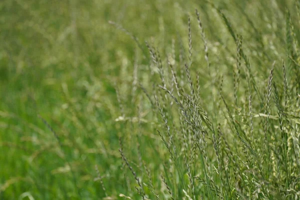 Lolium perenne veya perennial ryegrass, yakın plan. 