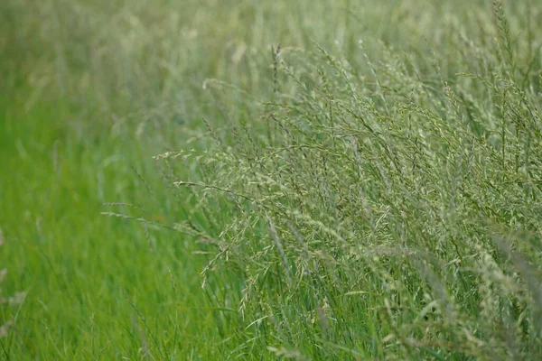 Lolium Perenne Veya Perennial Ryegrass Yakın Plan — Stok fotoğraf