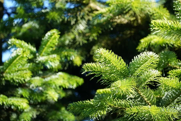 Beaux Épinettes Vertes Dans Forêt — Photo