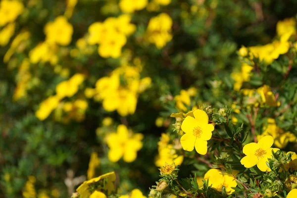 Cinquefoil Arbustivo Dasiphora Fruticosa Nomes Comuns Incluem Hacker Dourado Widdy — Fotografia de Stock