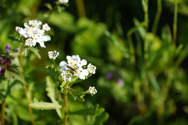 Radieschen Oder Raphanus Raphanistrum Daikon — Stockfoto