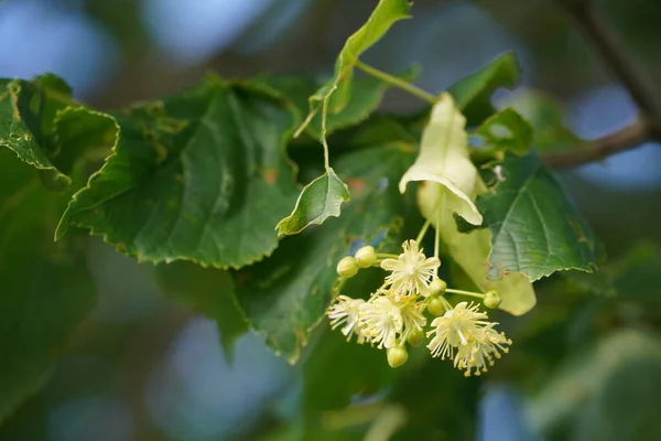 Stock image Small-leaved lime or Tilia cordata, little leaves