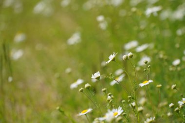 Oxeye papatyaları veya Leucanthemum vulgare ay papatyaları olarak da bilinir, Marguerite.