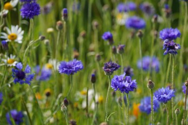 Mavi Şişe olarak da bilinen bahçe çiçekleri veya Centaurea siyanüsü.