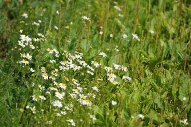 Oxeye papatyaları veya Leucanthemum vulgare ay papatyaları olarak da bilinir, Marguerite.