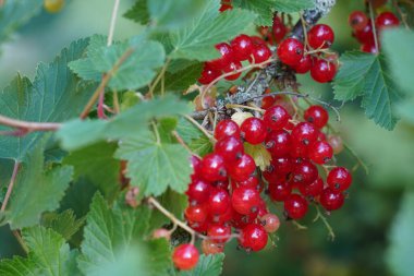 Olgunlaşmış kırmızı üzümlü Makro shot.