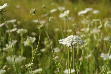 Kraliçe Anne 'in danteli. Vahşi havuç ya da Daucus carota olarak da bilinir.
