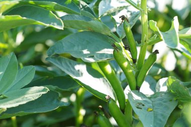 Güneş ışığında yeşil bitkiler üzerinde fasulye kabukları 