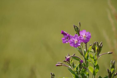 Kıllı Willowhere ya da Epilobium hirsutum