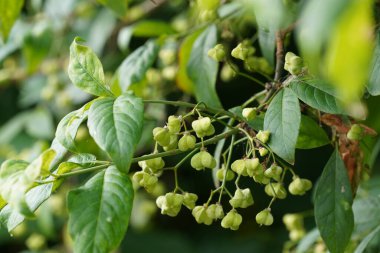 Avrupa spindletree veya Euonymus europaeus yaygın spindletree, Spindleberry olarak da bilinir.