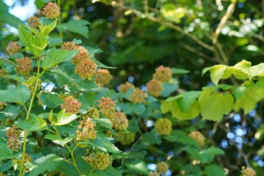 Sıradan bir ninebark ya da Physocarpus opulifolius