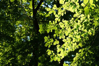 Güneş ışığındaki yeşil ağaç